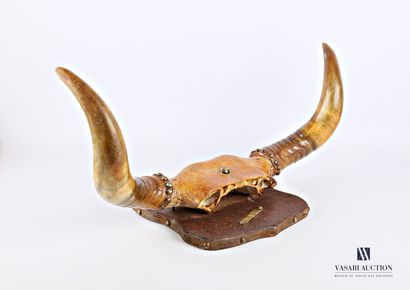 Frontal de taureau (Bos taurus domesticus,...