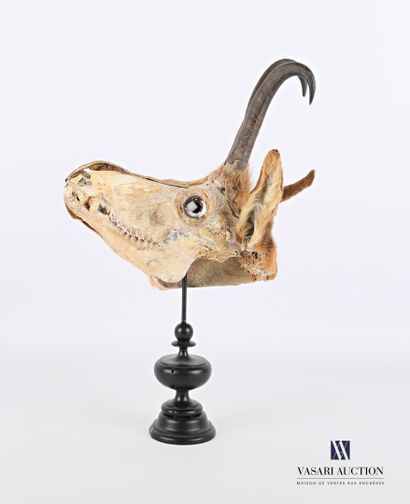 Ecorché de chamois (Rupicapra rupicapra,...