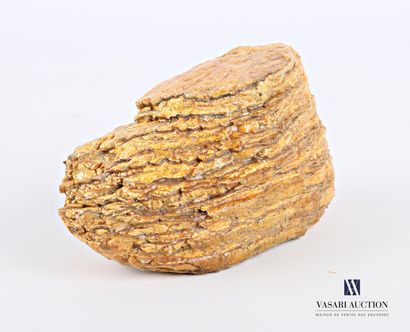 Dent de mammouth fossilisé.

Haut. : 14,5...