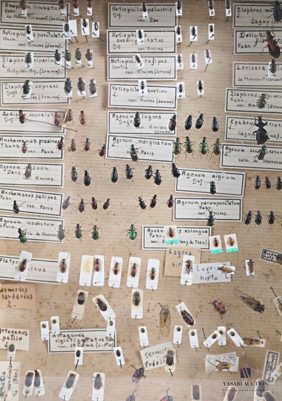 Ensemble de quatre boites entomologique contenant...