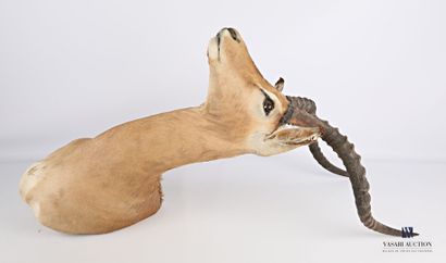 Tête en cape d'Impala (Aepyceros melampus,...