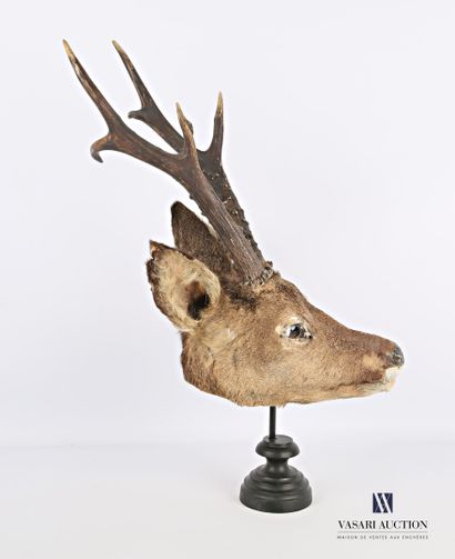 Écorché de chevreuil sibérien (Capreolus...