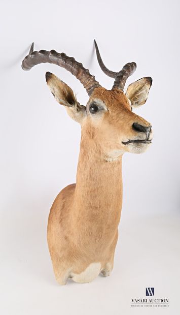 Tête en cape d'impala (Aepyceros melampus,...