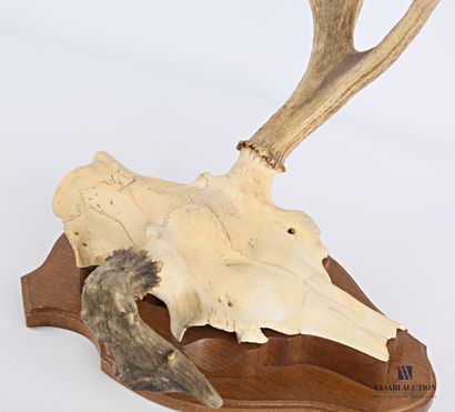 Massacre d'élan (Alces alces, non réglementé)...