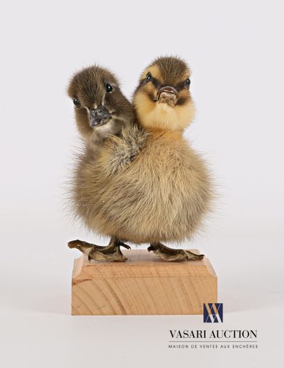 Caneton bicéphale (Anas platyrhynchos domesticus,...