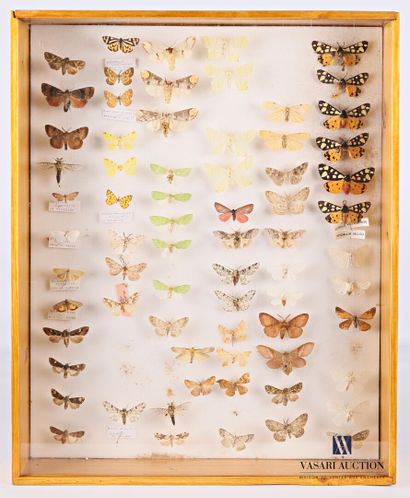 Boite entomologique contenant soixante dix...