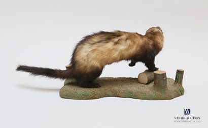 Putois (Mustela putorius, pré réglementation)...