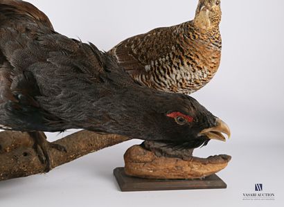 Couple de grand Tétras (Tetrao urogallus,...