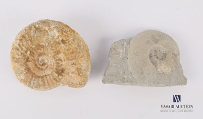 Ensemble de deux ammonites fossilisées.

Long....