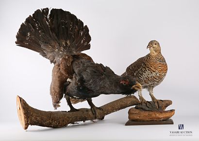 Couple de grand Tétras (Tetrao urogallus,...