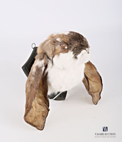 Tête en cape de lapin de race bélier anglais...