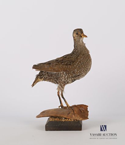 Poulette de roche (Ptilopasus petrochus,...