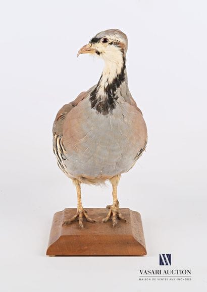 Perdrix chukar (Alectoris chukar, non réglementé)...