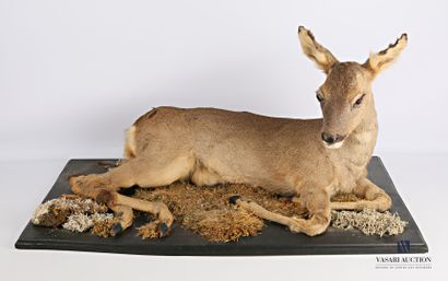 Chevreuil femelle (capreolus capreolus, non...