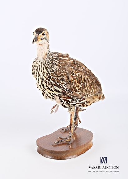 Francolin femelle naturalisée sur socle.

Haut....