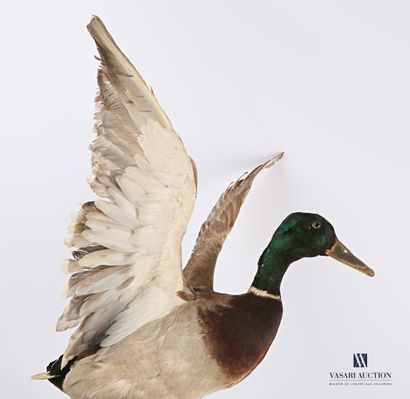 Canard Colvert (Anas platyrhynchos, non réglementé)...