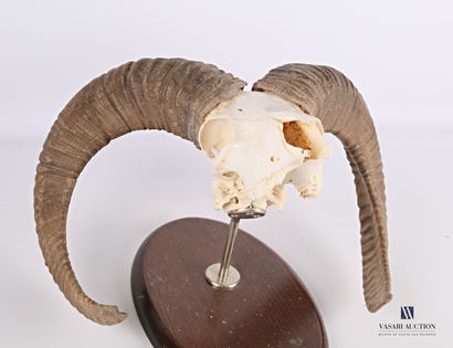 Crâne de mouflon (Ovis orientalis musimon,...