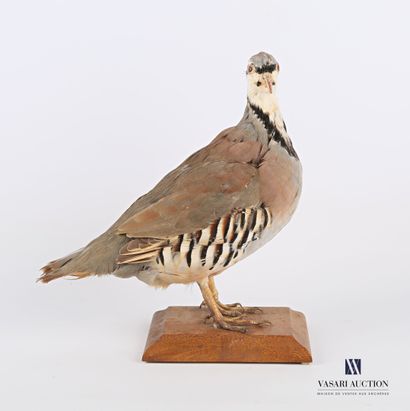 Perdrix chukar (Alectoris chukar, non réglementé)...