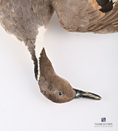 Canard pilet (Anas acuta) mâle présenté en...