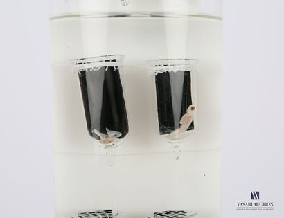 Ensemble de neuf truites (Salmo trutta, non...