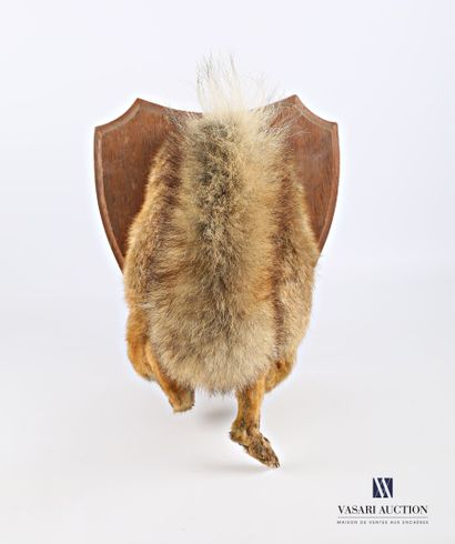 Cul de renard sur écusson (Vulpes vulpes,...