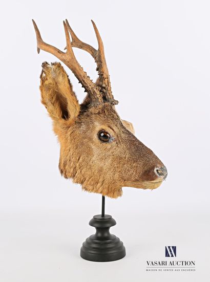 Ecorché de chevreuil (Capreolus capreolus,...