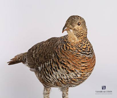 Couple de grand Tétras (Tetrao urogallus,...