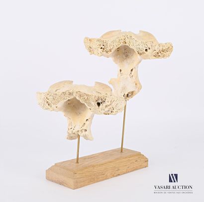 Ensemble de deux atlas (Bos taurus, non réglementé)...