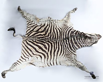 Peau de zèbre (Equus quagga, non réglementé),...