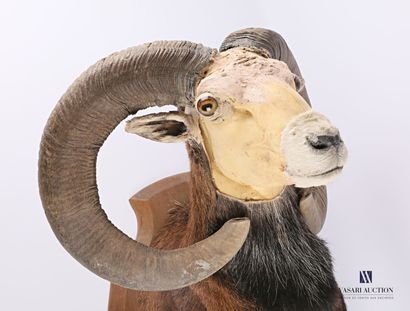 Coupe d'étude de taxidermie de tête de mouflon...