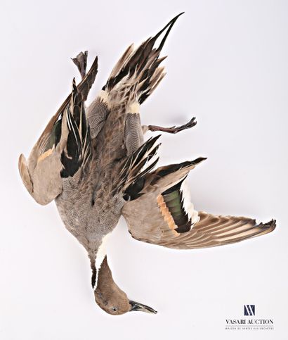 Canard pilet (Anas acuta) mâle présenté en...