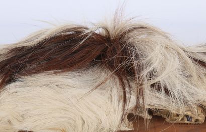 Frontal de taureau (Bos taurus domesticus,...