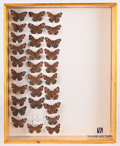 Boite entomologique contenant vingt neuf...