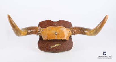 Frontal de taureau (Bos taurus domesticus,...