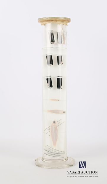 Ensemble de neuf truites (Salmo trutta, non...
