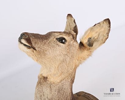 Tête en cape de chevillard (Capreolus capreolus,...