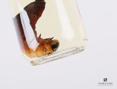 Larve en conservation humide (alcool 70°)...