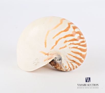 Grand Nautile (Nautilius pompilius, Cites...
