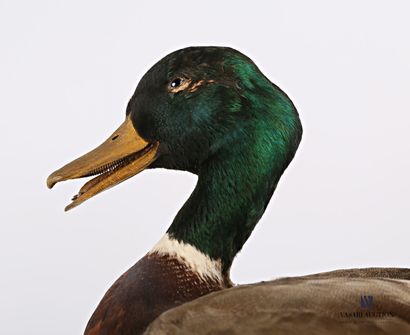 Canard colvert mâle (Anas platyrhynchos,...