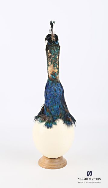 Oeuf d'autruche (Struthio camelus, non réglementé)...