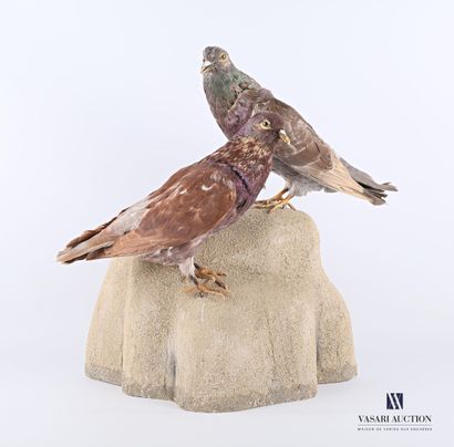 Couple de pigeons domestiques (Columba livia...
