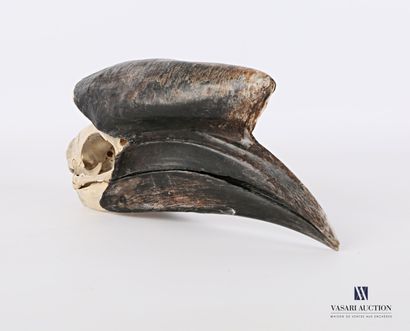 Crâne de Calao à casque noir (Ceratogymna...
