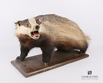 Blaireau (Meles meles, non réglementé) sur...