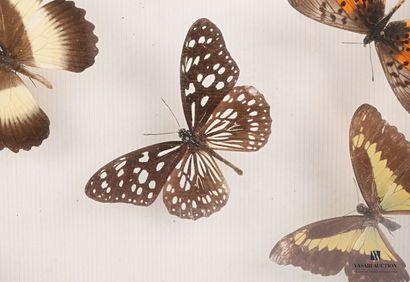 Boîte entomologique vitrée contenant onze...