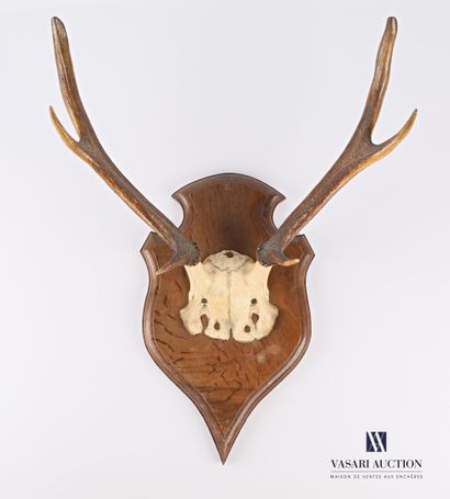 Frontal de cerf élaphe (Cervus elaphus, non...