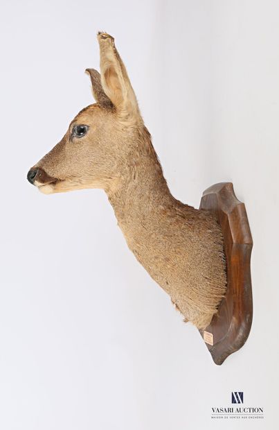 Tête en cape de chevrette (Capreolus capreolus,...