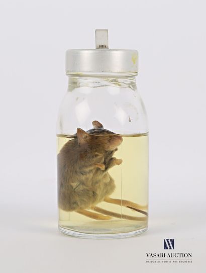 Souris (mus musculus, non réglementé) en...