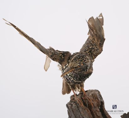Couple d'étourneaux sansonnet (Sturnus vulgaris,...