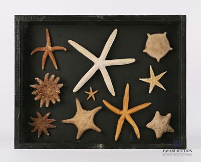 Boite vitrée contenant dix étoiles de mer...