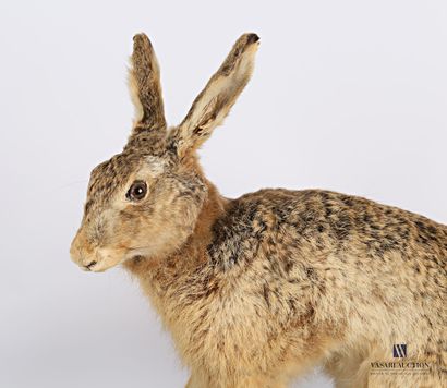 Lièvre commun (Lepus lepus, non réglementé)...